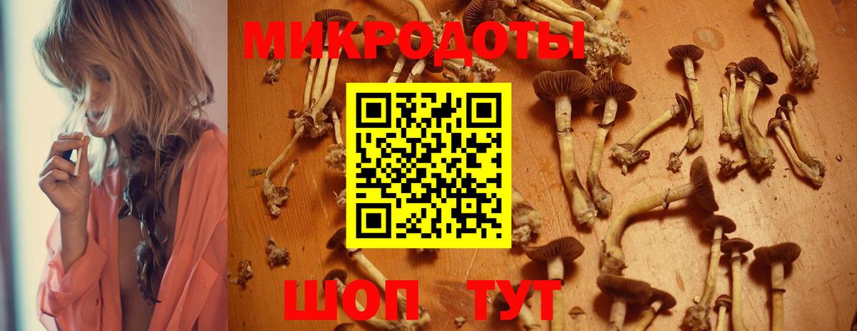 Псилоцибиновые грибы Psilocybe Баксан